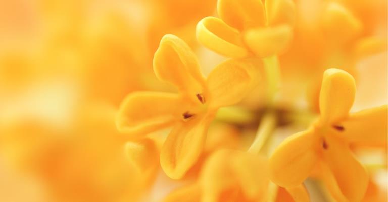 phytessence_1_osmanthus