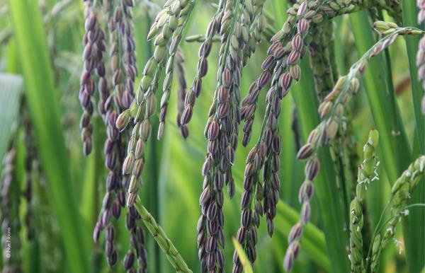 Crodarom® Violet Rice | Croda Beauty