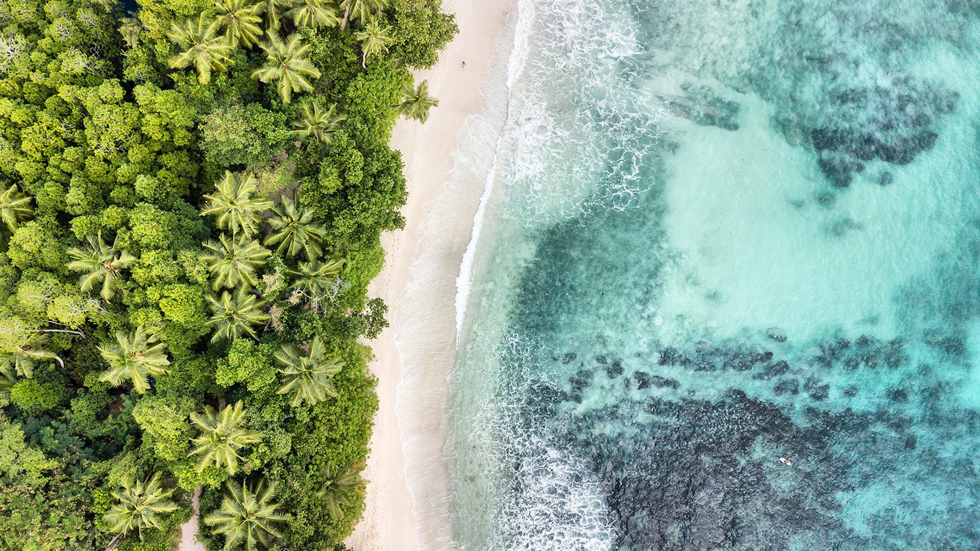 Beauty of Zero  Aerial biodiverse tropical canopy and shoreline