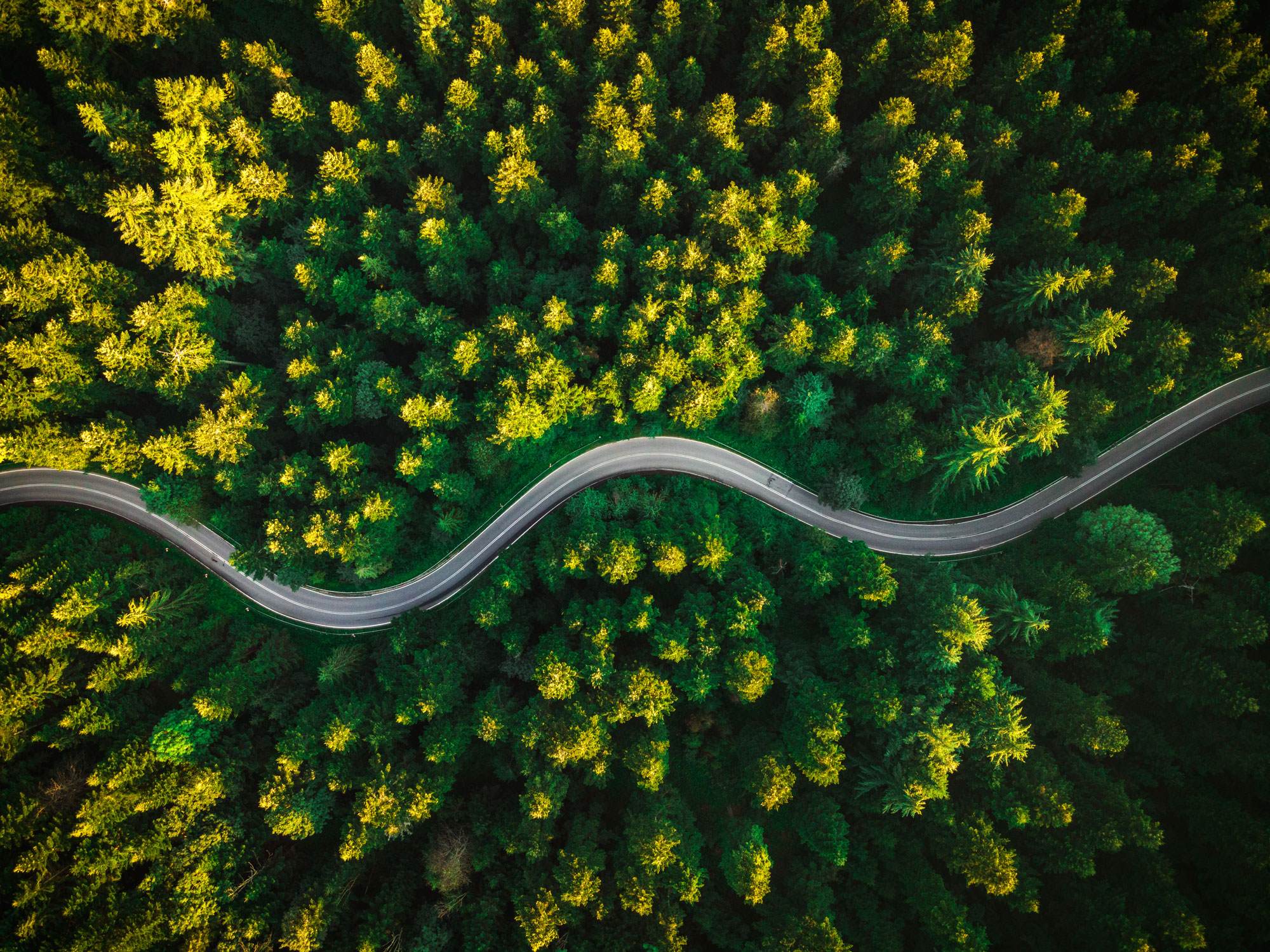 net zero decarbonisation targets and roadmaps over head shot of road in a forest