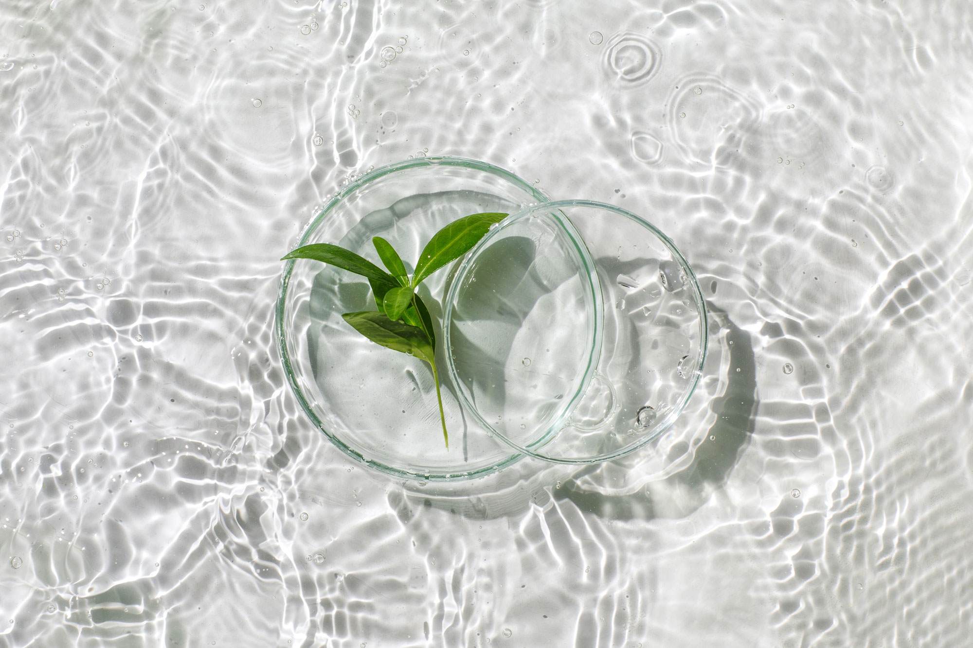 the science behind net zero petri dish on water with leaf in it