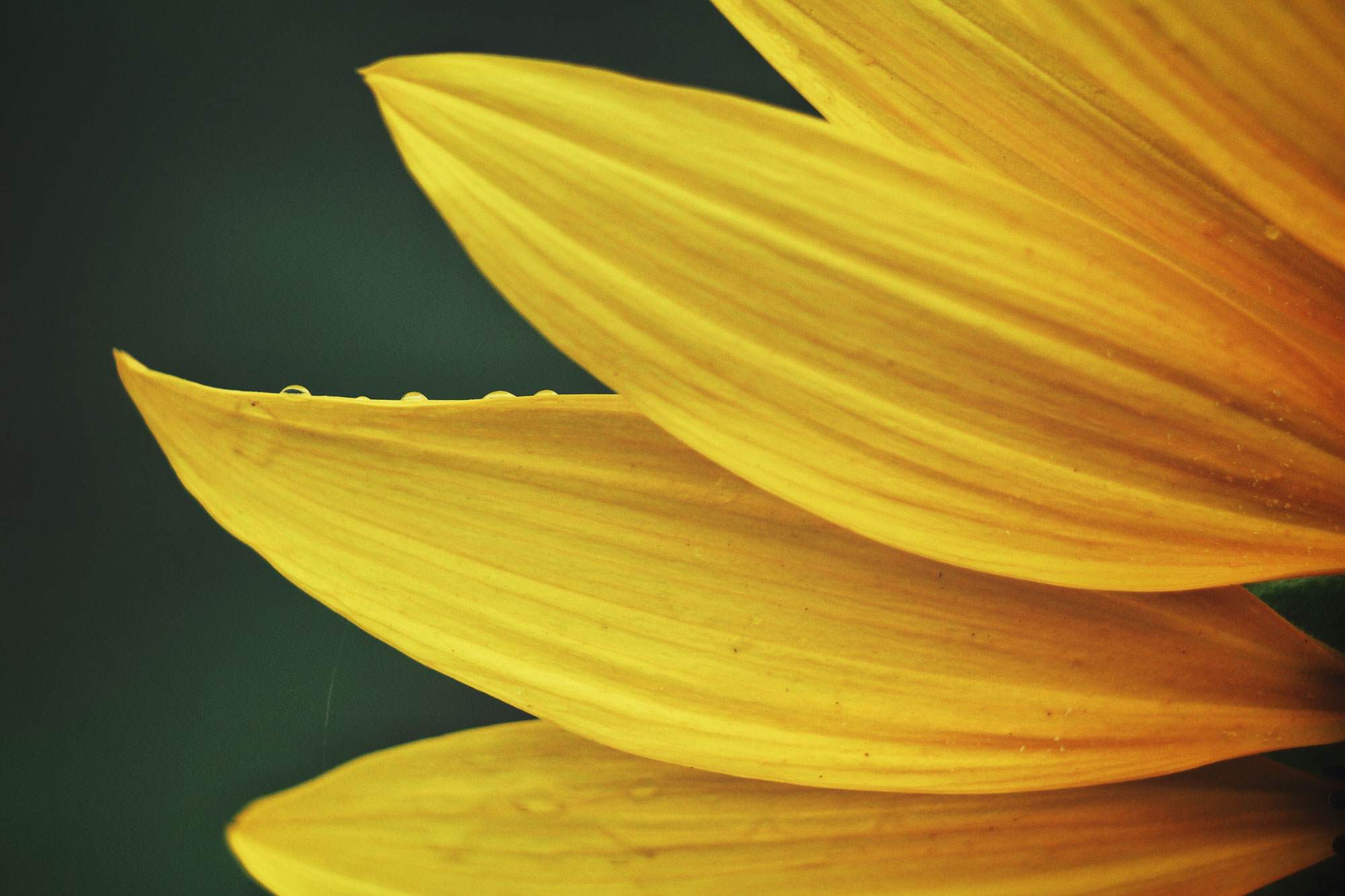 zero ambiguity closeup of sunflower petal