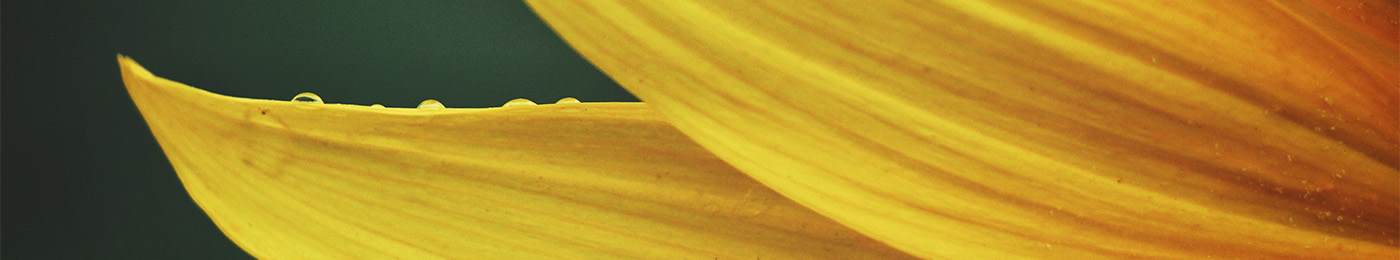 zero ambiguity closeup of sunflower petal