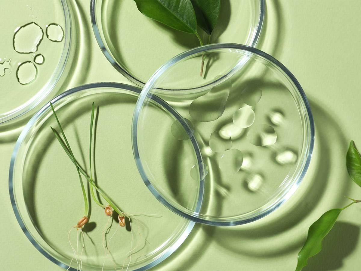 Various petri dishes with plants and water in them