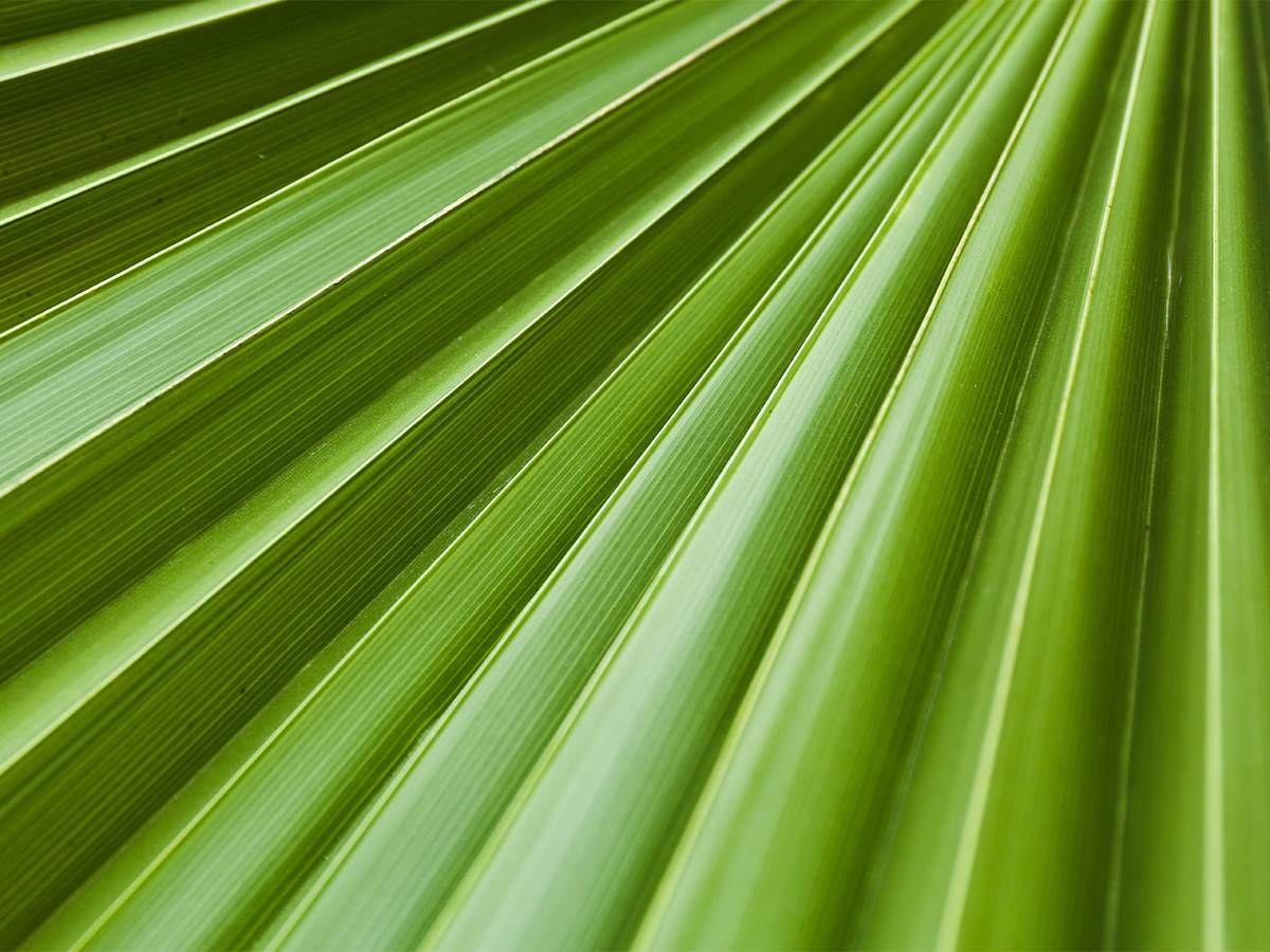 Close up of a palm leaf