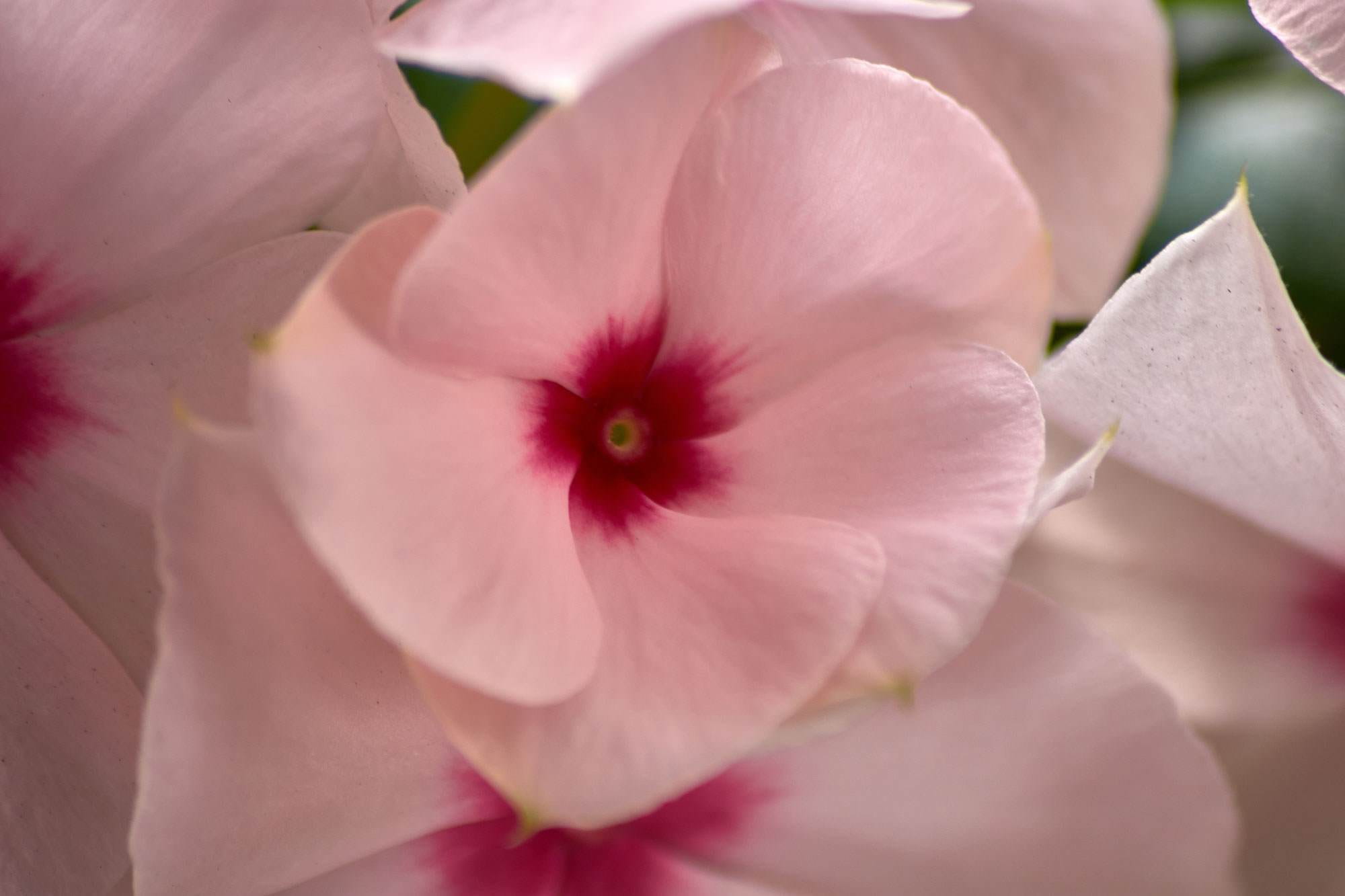Pink flower petals