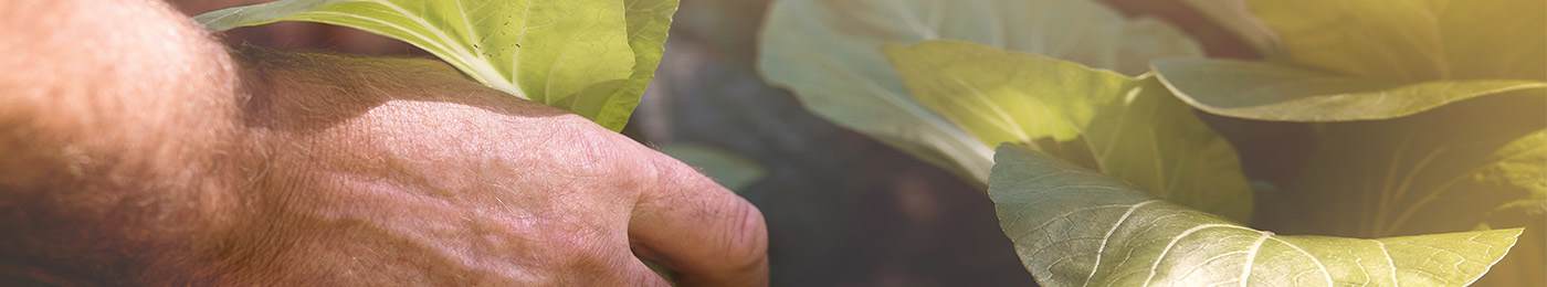 zero exploitation mans hand gardening