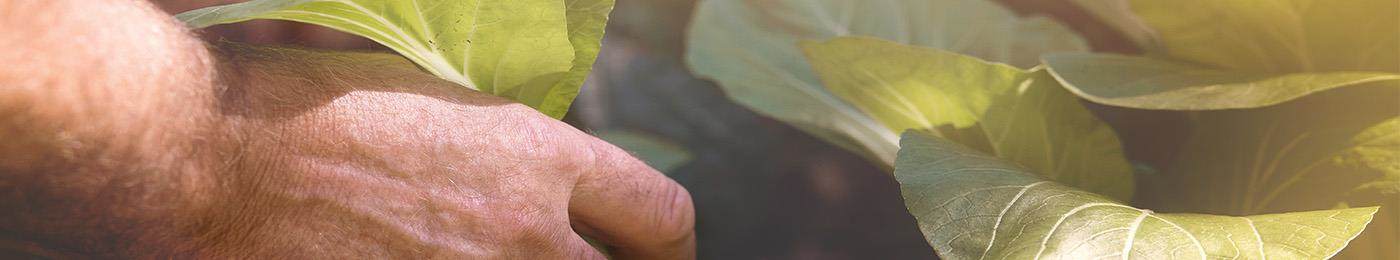 zero exploitation mans hand gardening