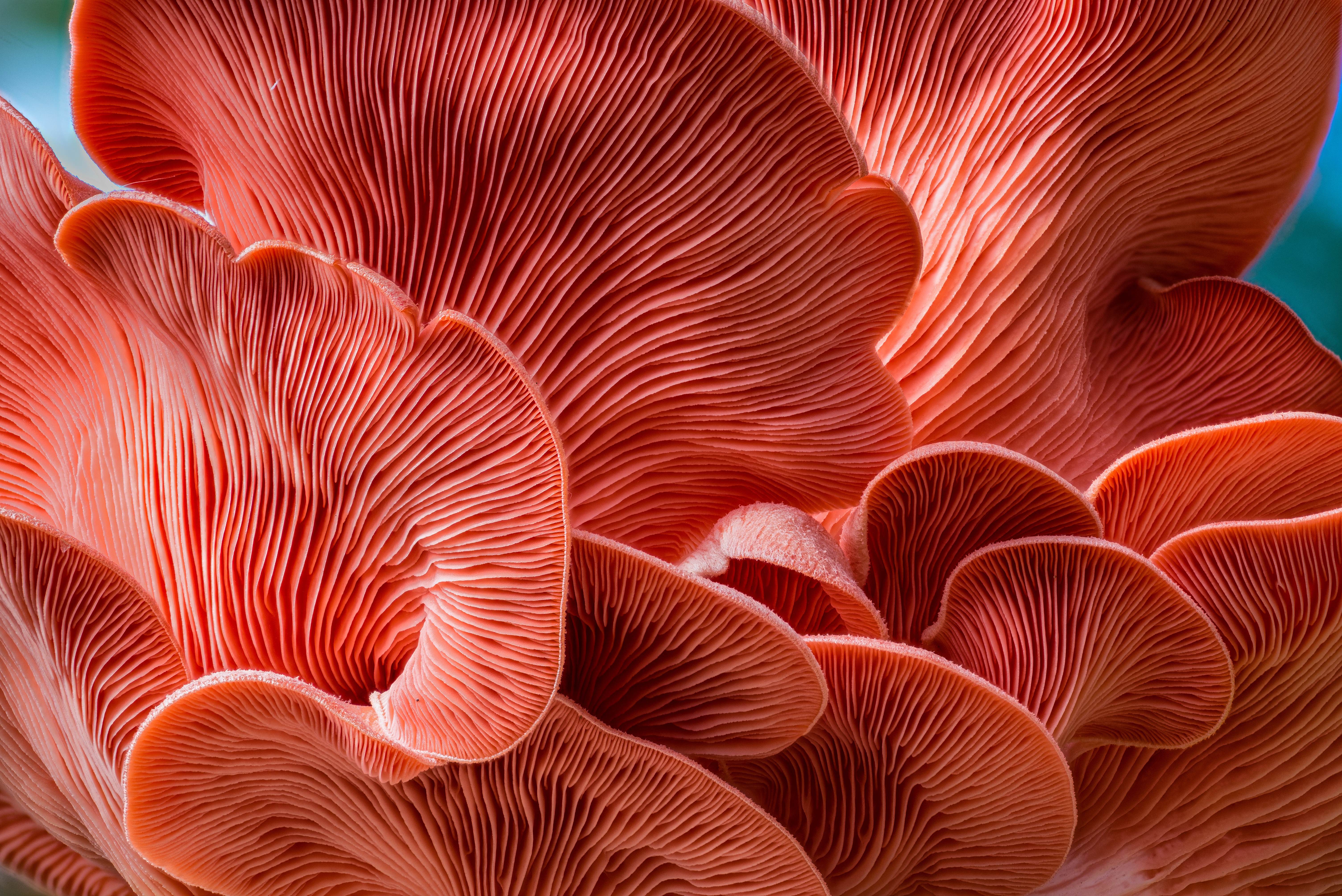 Coral reef