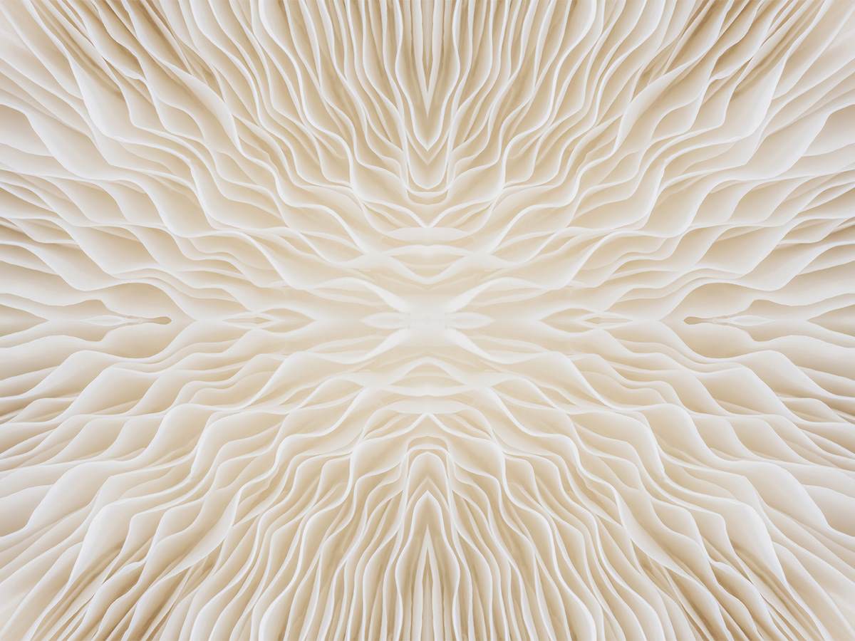 Zero Waste Closeup of gills of a mushroom cap