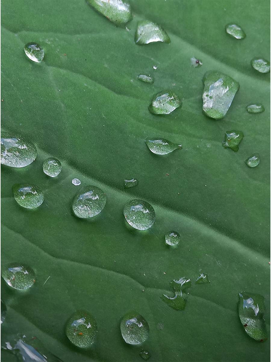 Zero water Green leaf with beaded water droplets