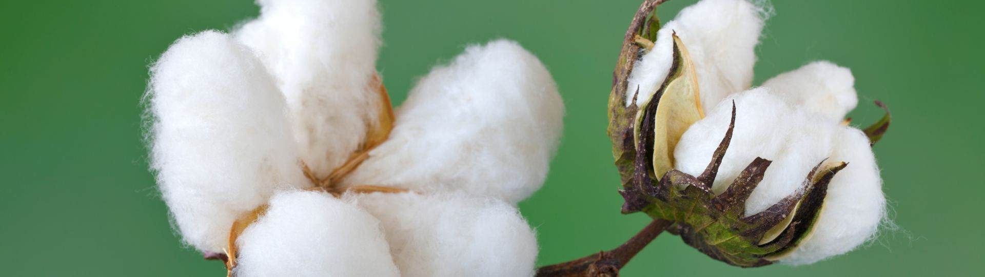 Close up on a cotton flower.