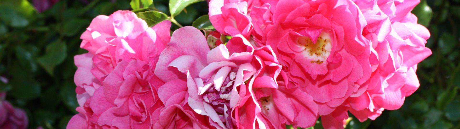 The bright pink petals of the French rose.