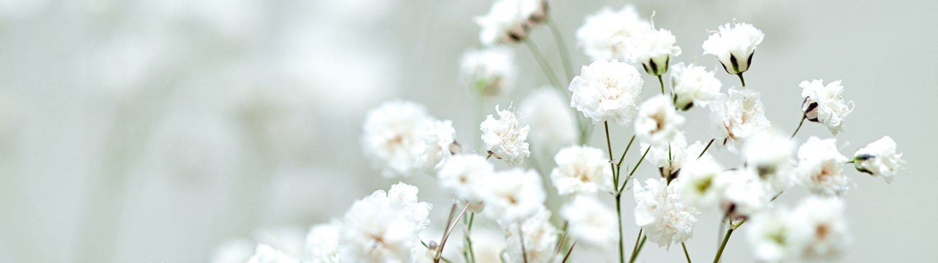 A cluster of small white flowers.