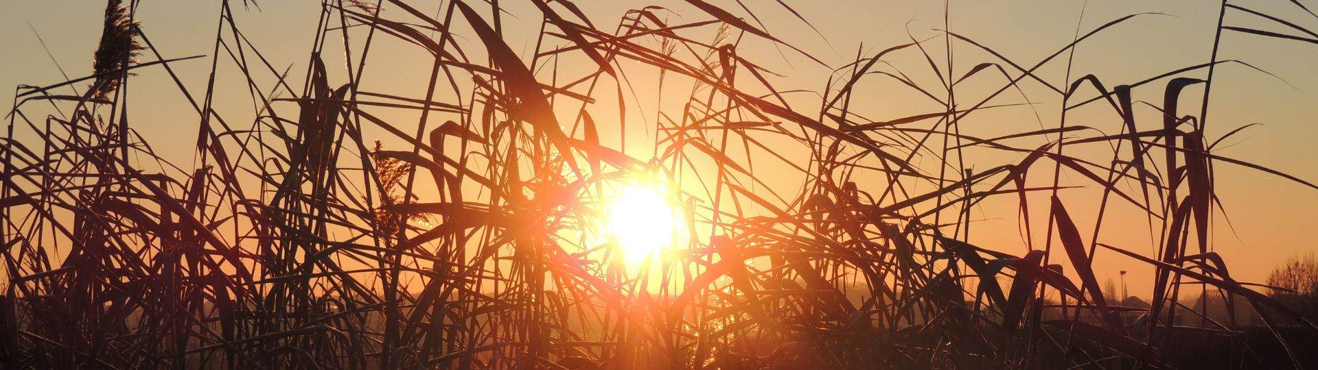 Cornstalks at sunset