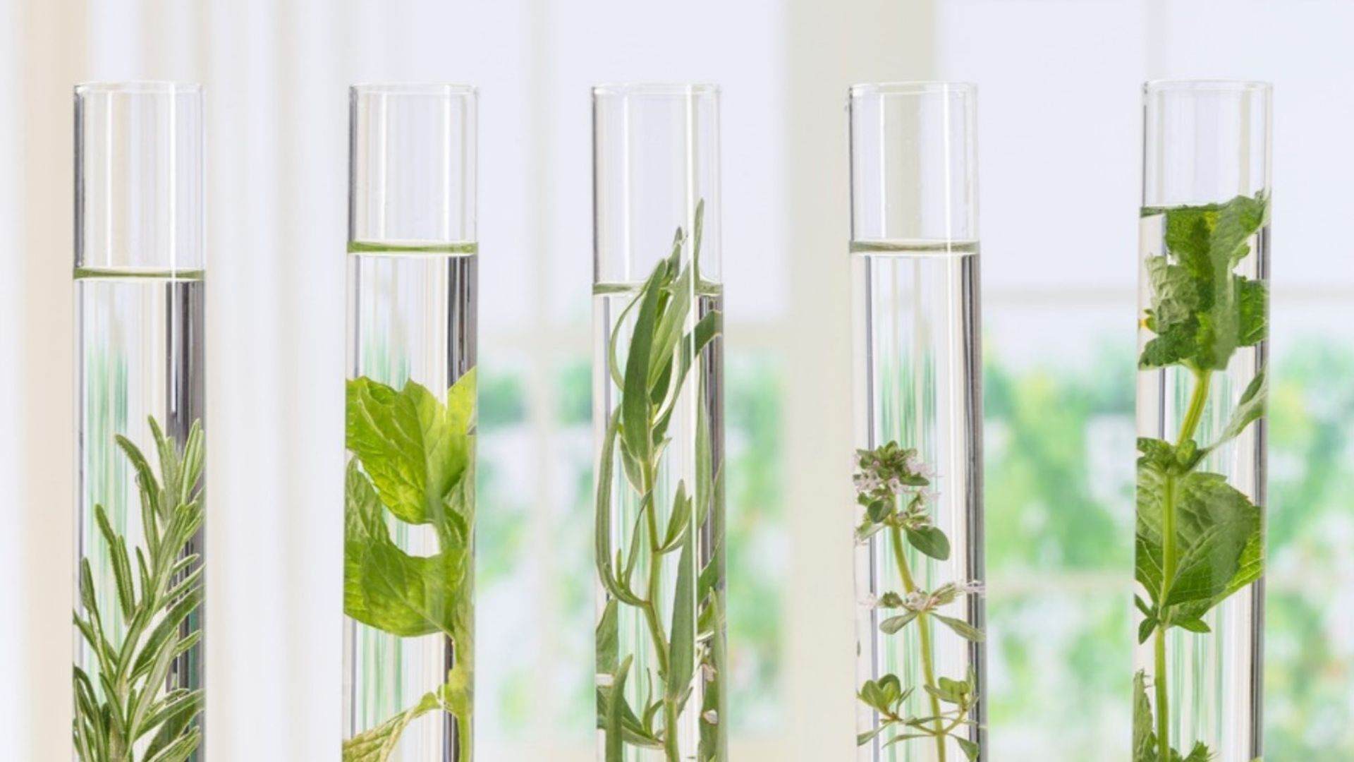 5 test tubes filled with water and various leaves