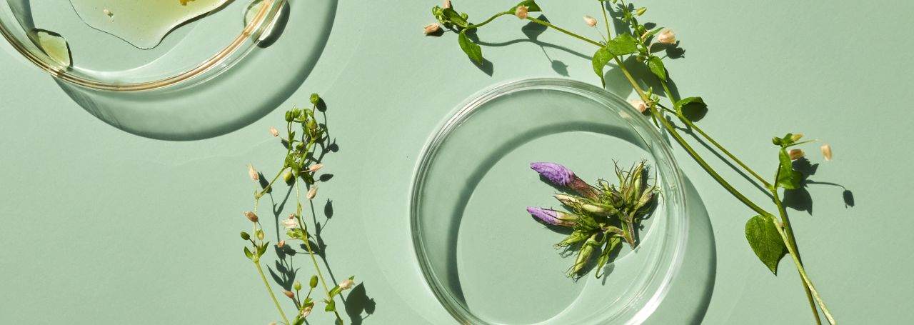 Botanical actives: performance with no compromise on naturality