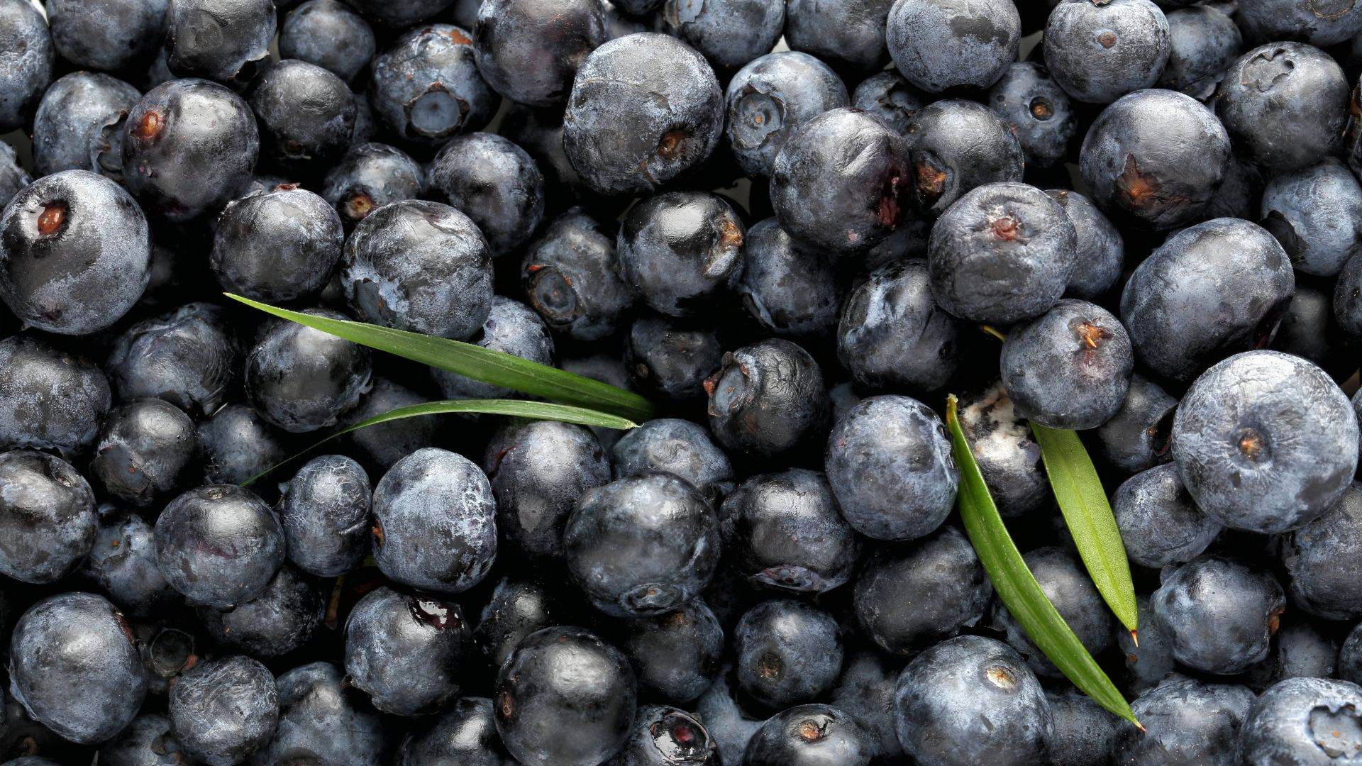 Phytessence Wassai - Our acai berries extract, ideal for prejuvenation concepts