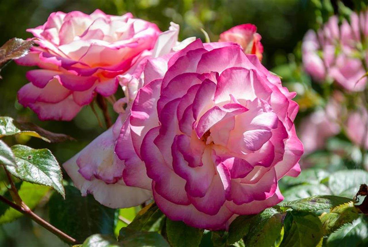 Close up on a white rose with pink tips, an example of rosa gallica, the french rose.