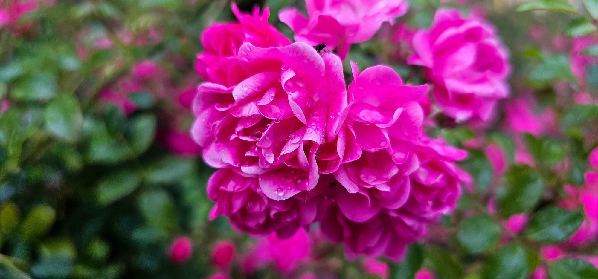 Close up on a damask rose, a bright pink rose.