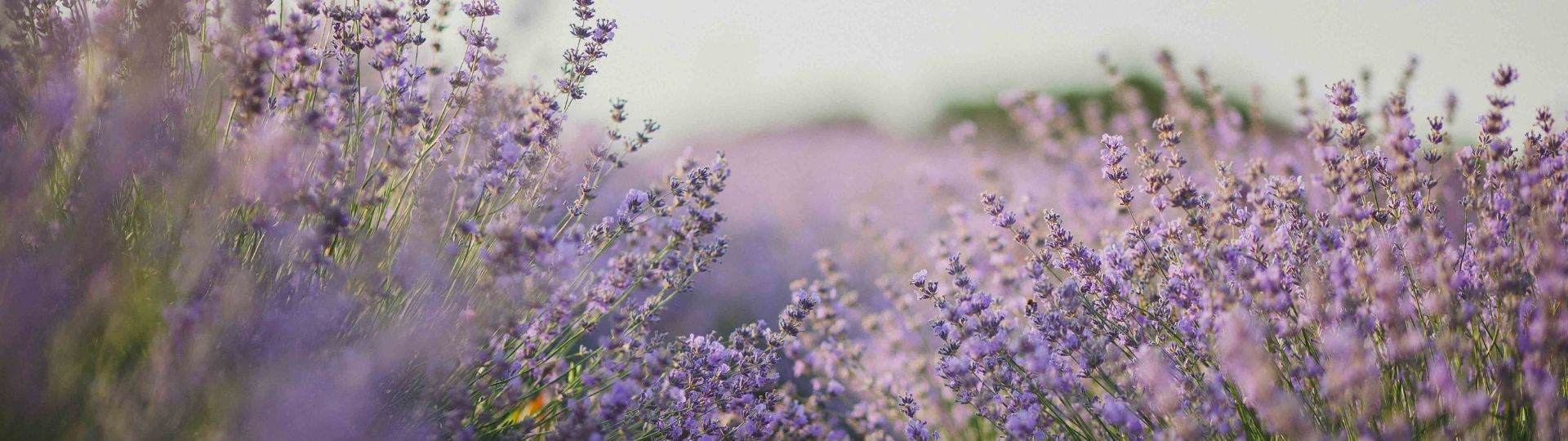 French Lavender Extract - A walk for serenity in the lavender fields of Provence
