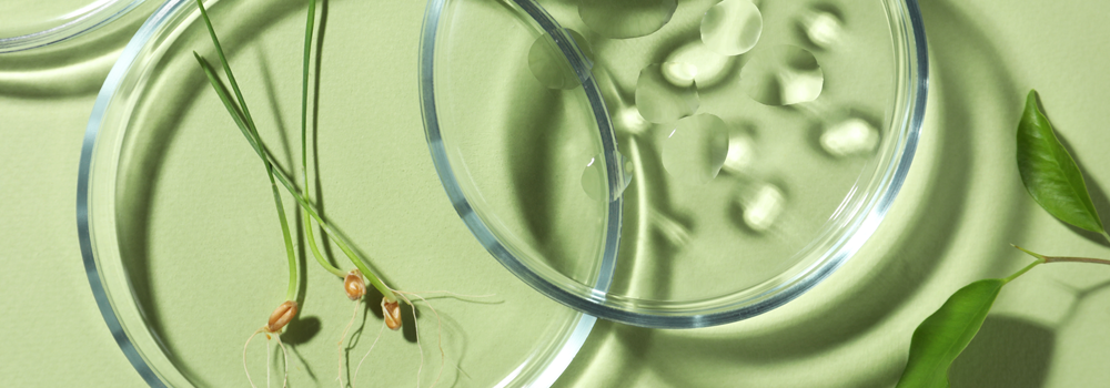 A petri dish on a green table with some leaves and shoots arranged artisitically.