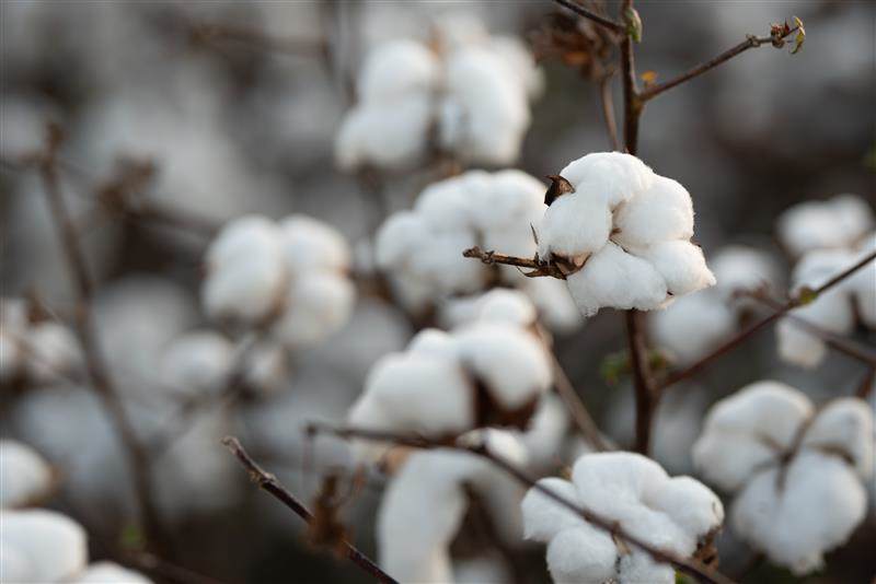 Close up on cotton buds growing.