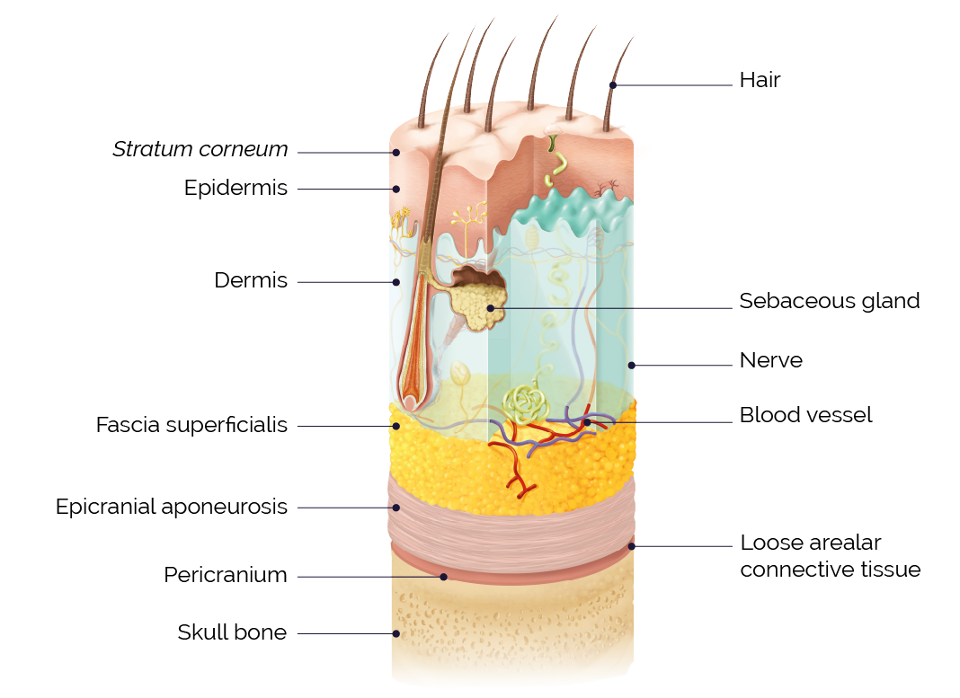 Scalpanatomy