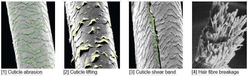 顕微鏡拡大図（図1-4）