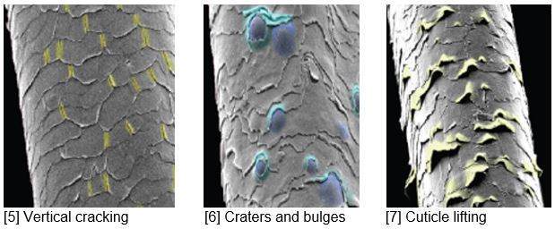 顕微鏡拡大図(図5-7)