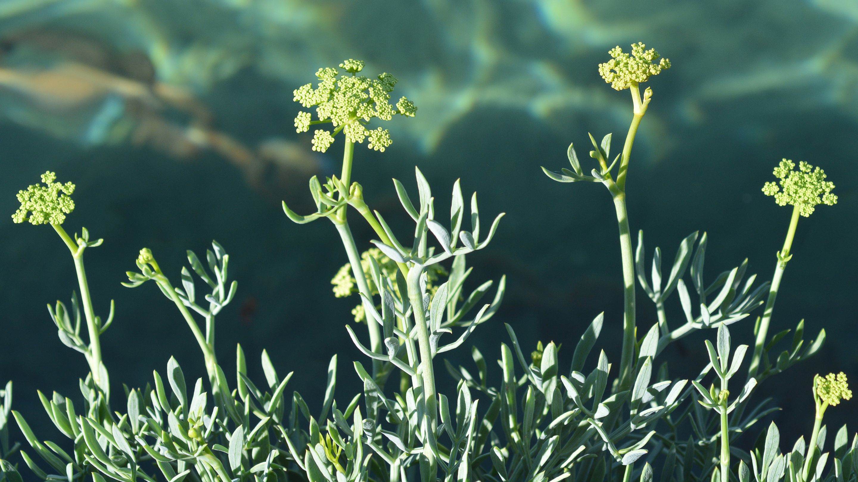 Heliami sea fennel for hair care Heliami sea fennel plant landscape hair care 