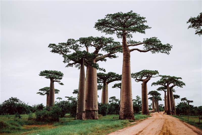 Baobab trees representing Croda Beauty's Phytolea Baobab
