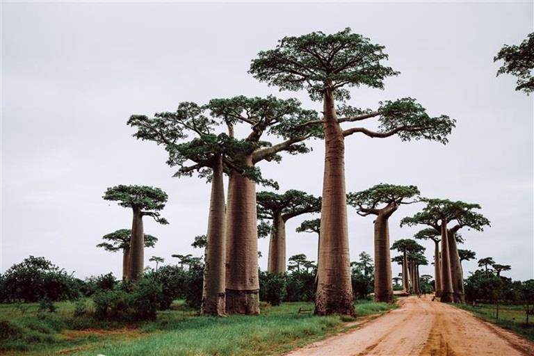 Baobab trees representing Croda Beauty's Phytolea Baobab
