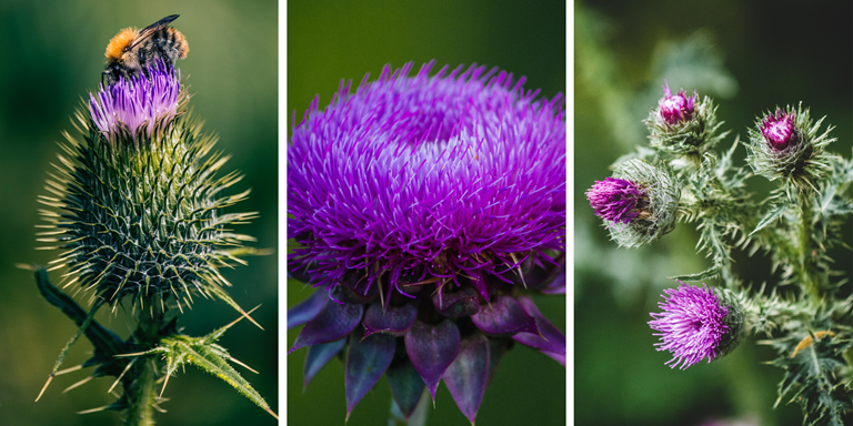 Lipolami ER Milk thistle plant landscape