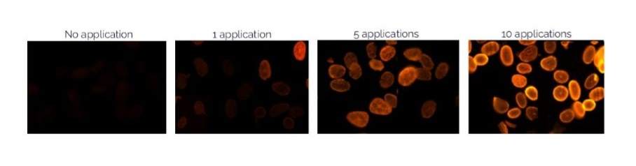4 flourescence microscopy images showing the progression of peptide binding with multiple applications of KeraBio K31. The furthest left image shows no application and is a black square. The next image is 1 application and shows some dim lights. Each light demonstrates evidence that died KeraBio has penetrated into the hair cortex. The next image shows 5 applications and there is a noticeable increase in the quantity and brightness of the lights. The final image is 10 applications and is full with very bright obvious lights.