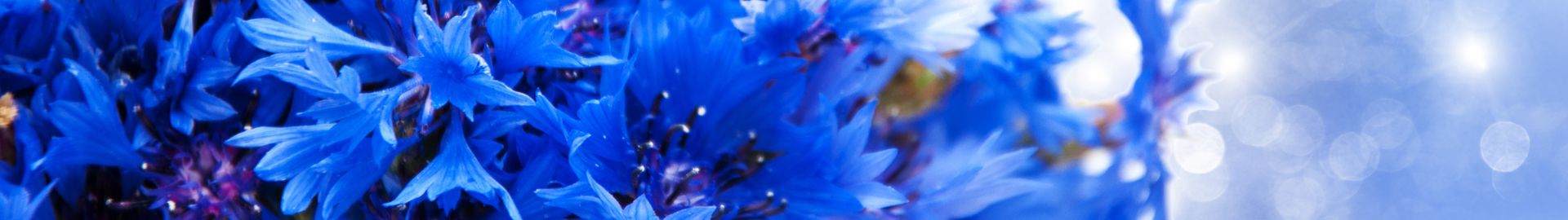 A hydrated scald for shinny hair in a bucolic inspiration with Heliami Cornflower EC