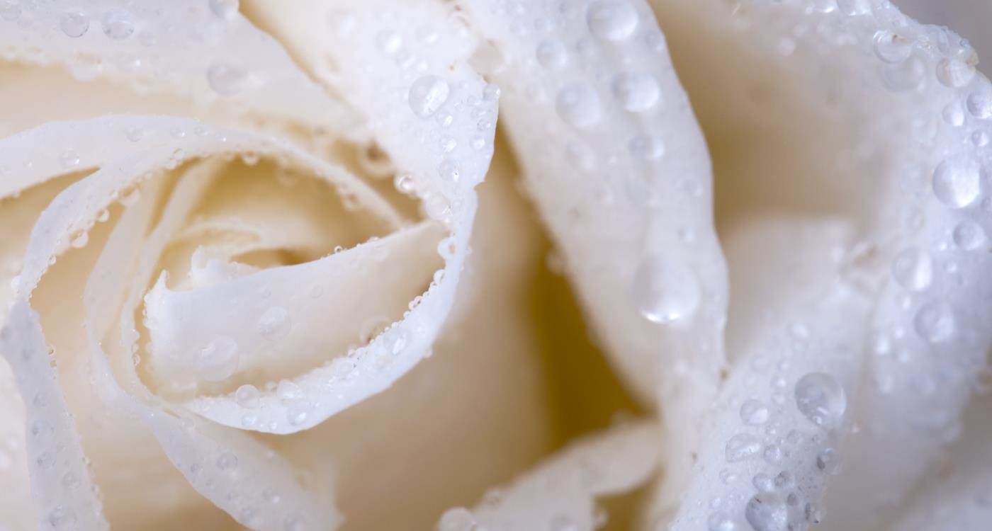 Extreme close-up on a white rose with visible water droplets on its surface.