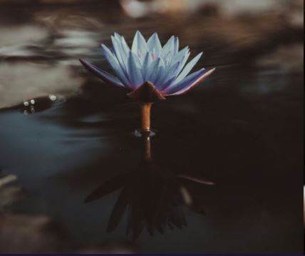 Blue flower in pond representing cleansing formulations