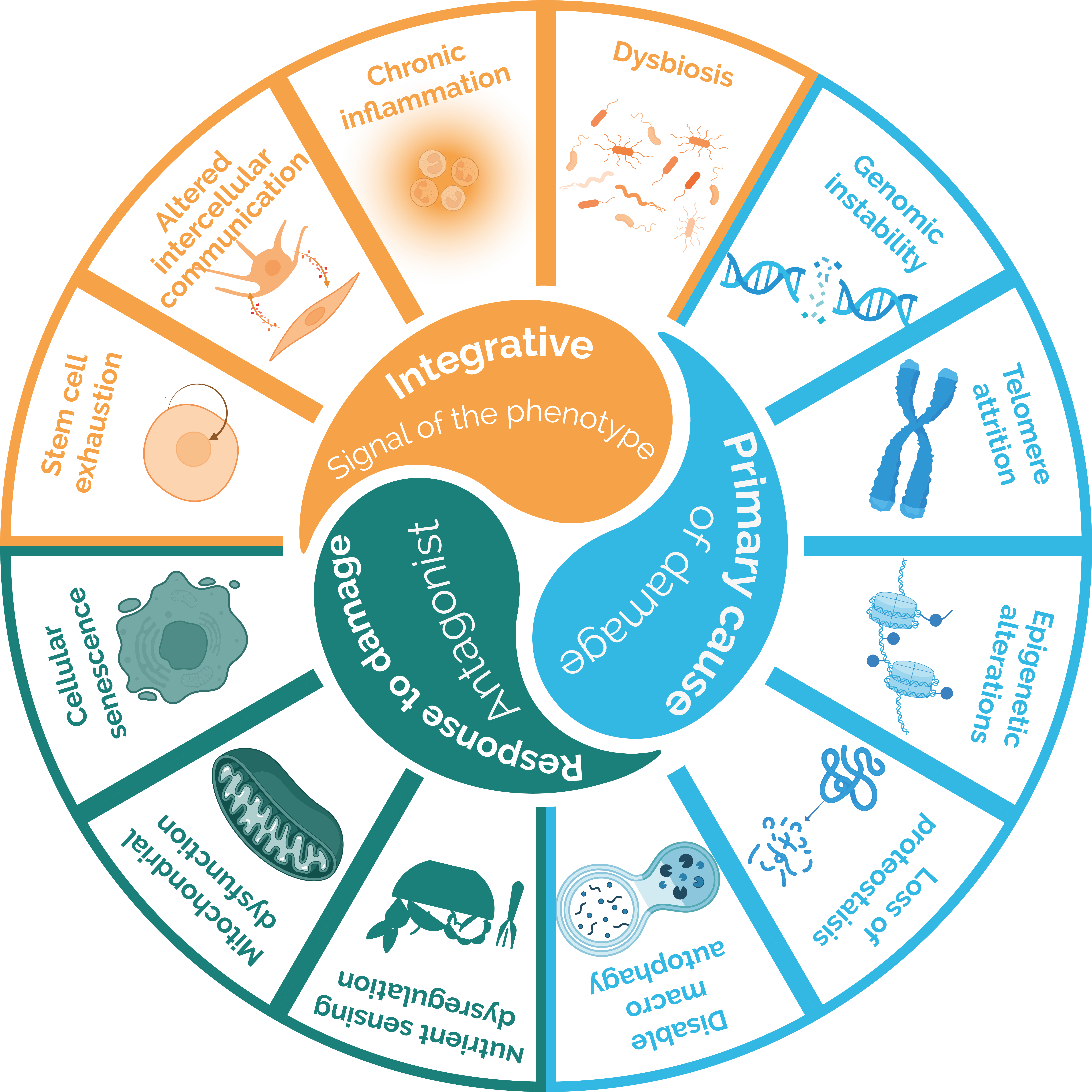 a wheel of hallmarks of ageing