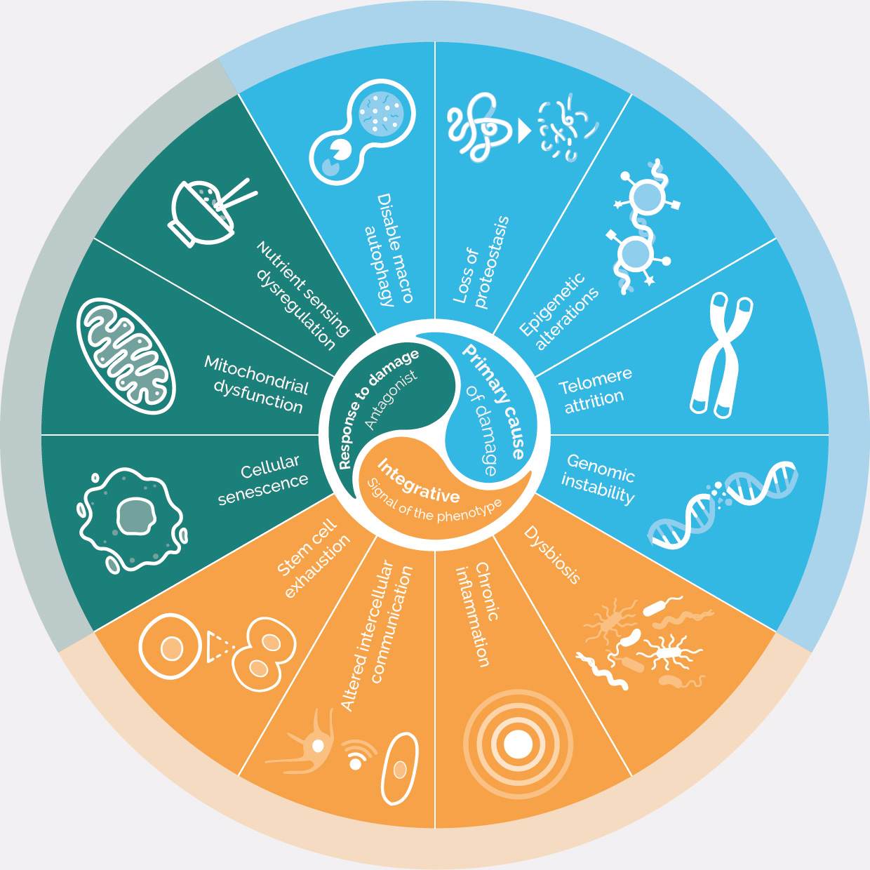 Hallmarks of ageing round colour cosmetics actives