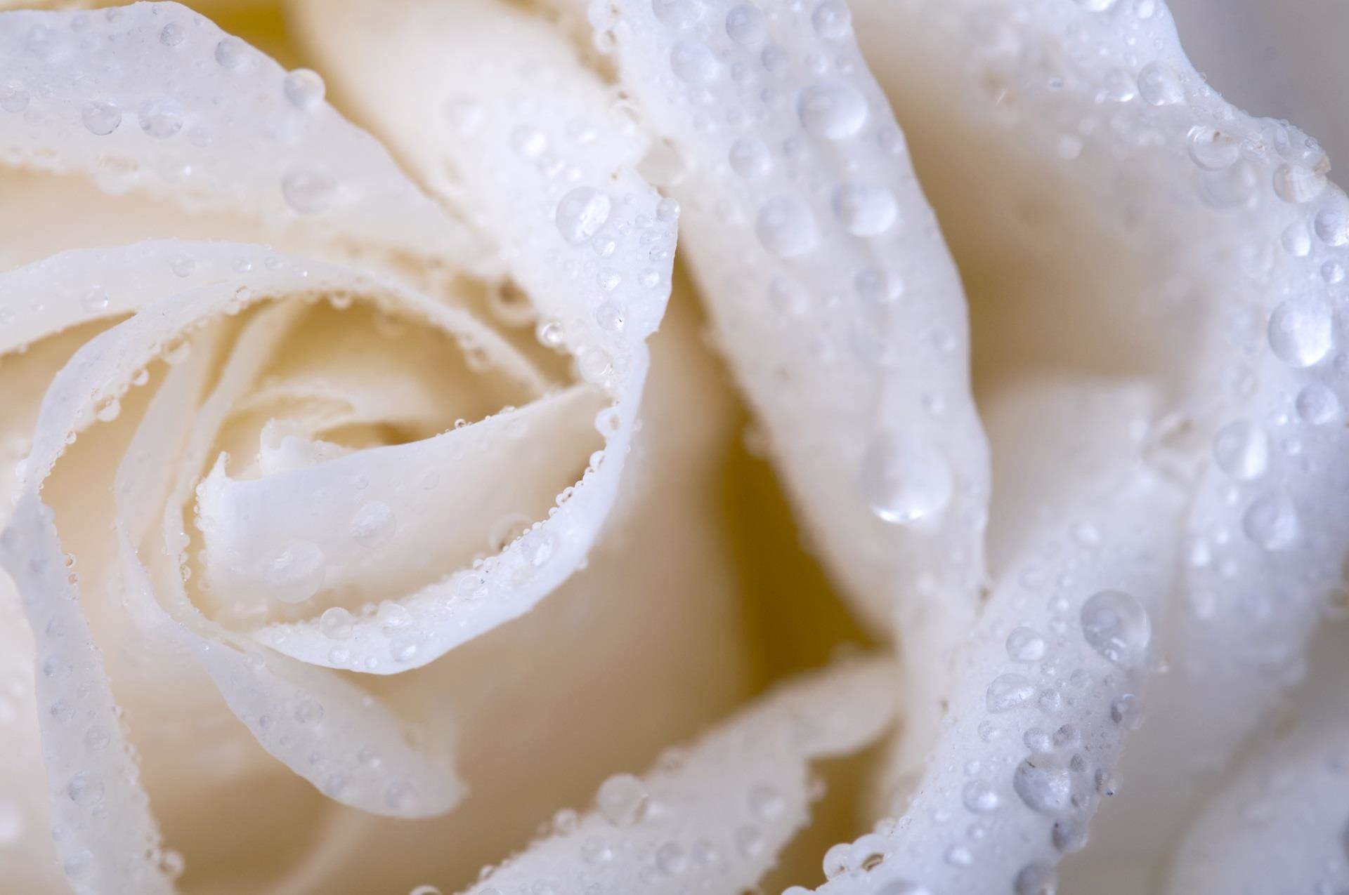 natrineo cr8 close up flower rose petal with dew drop