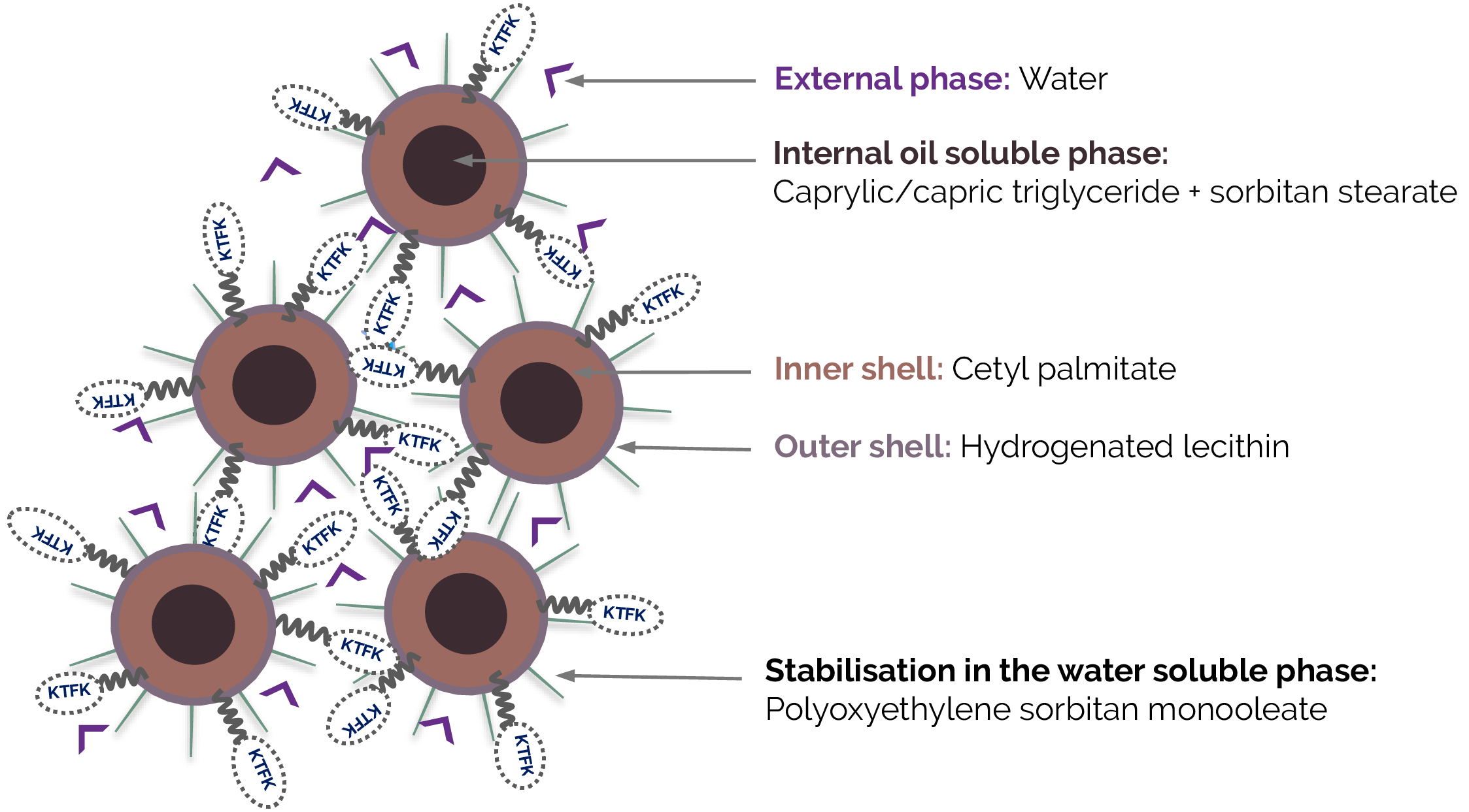 Example of peptide encapsulation for epidermis optimal delivery