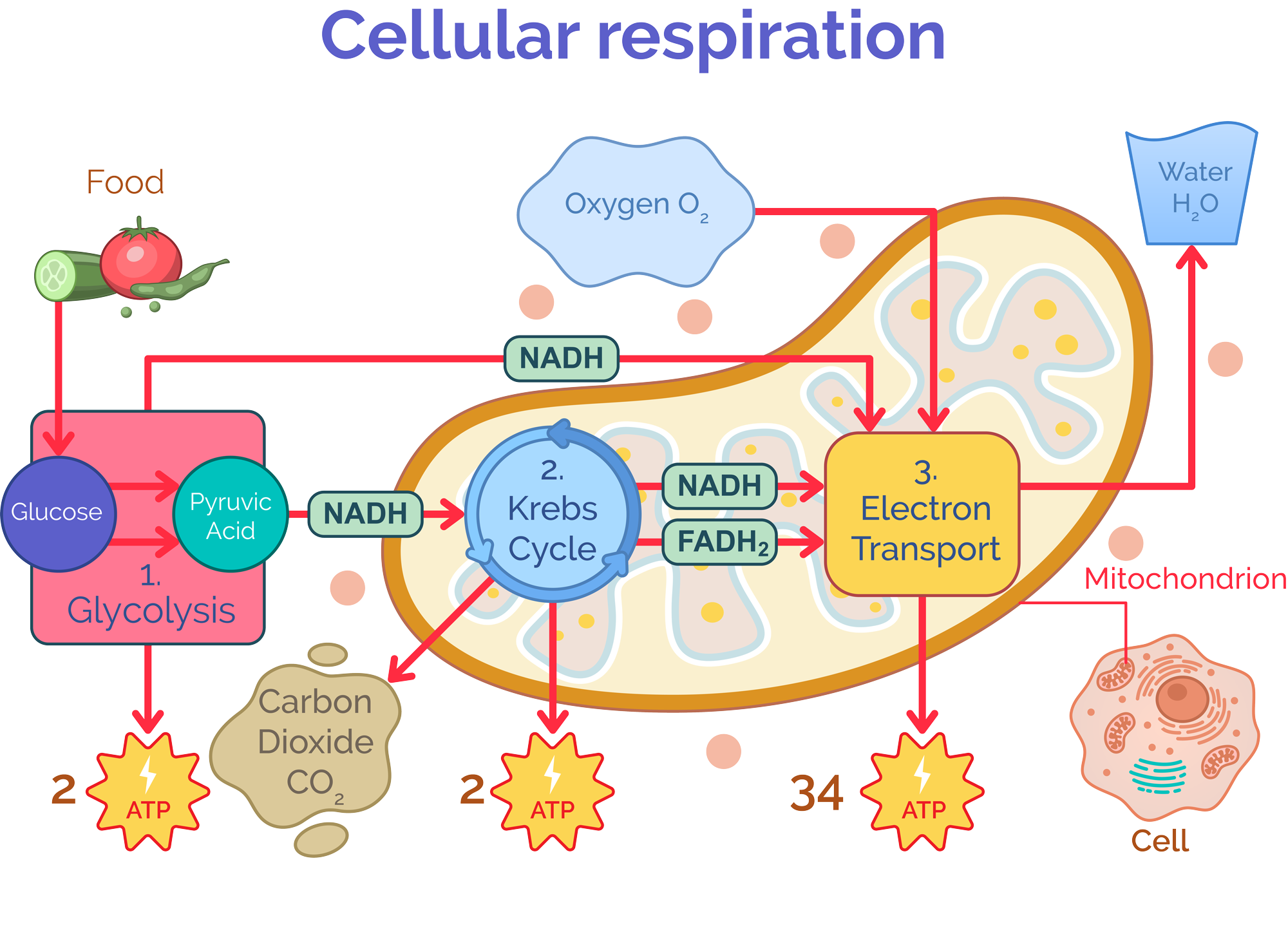 Cellular respiration