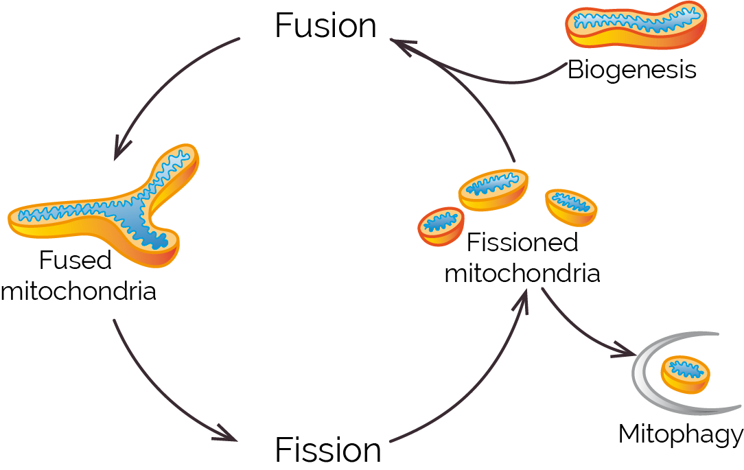 mitochondrial-cycle-CBA