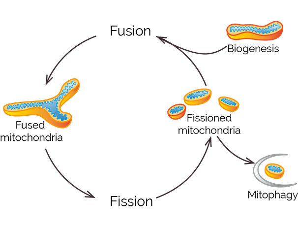 mitochondrial-cycle-CBA