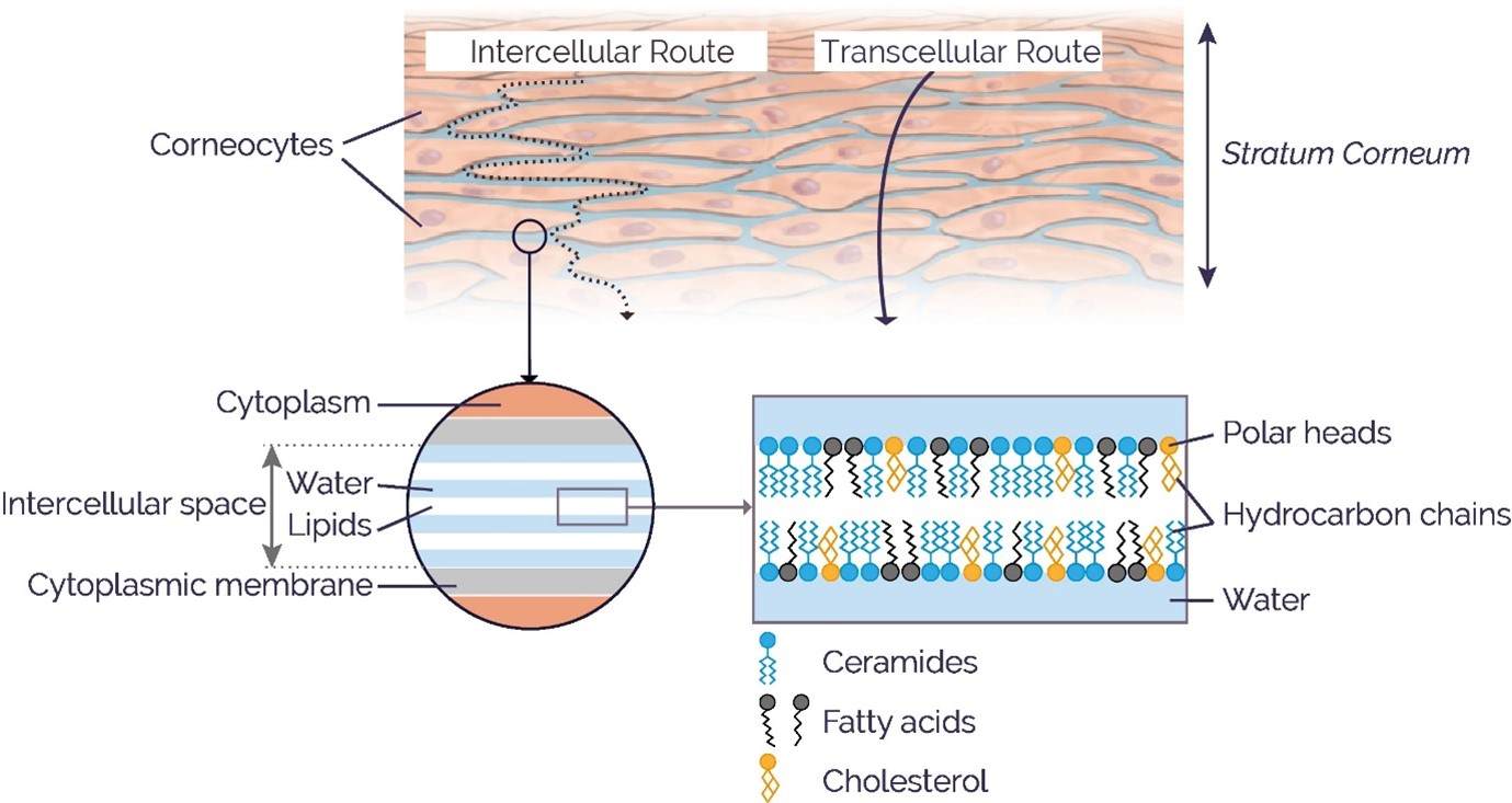 Illustration of how the make up of Shingocare