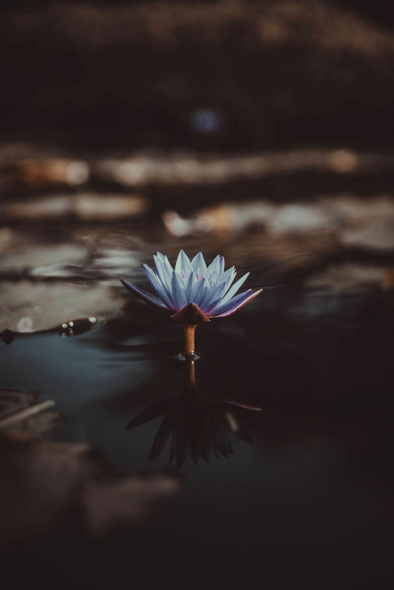 Blue lotus flower
