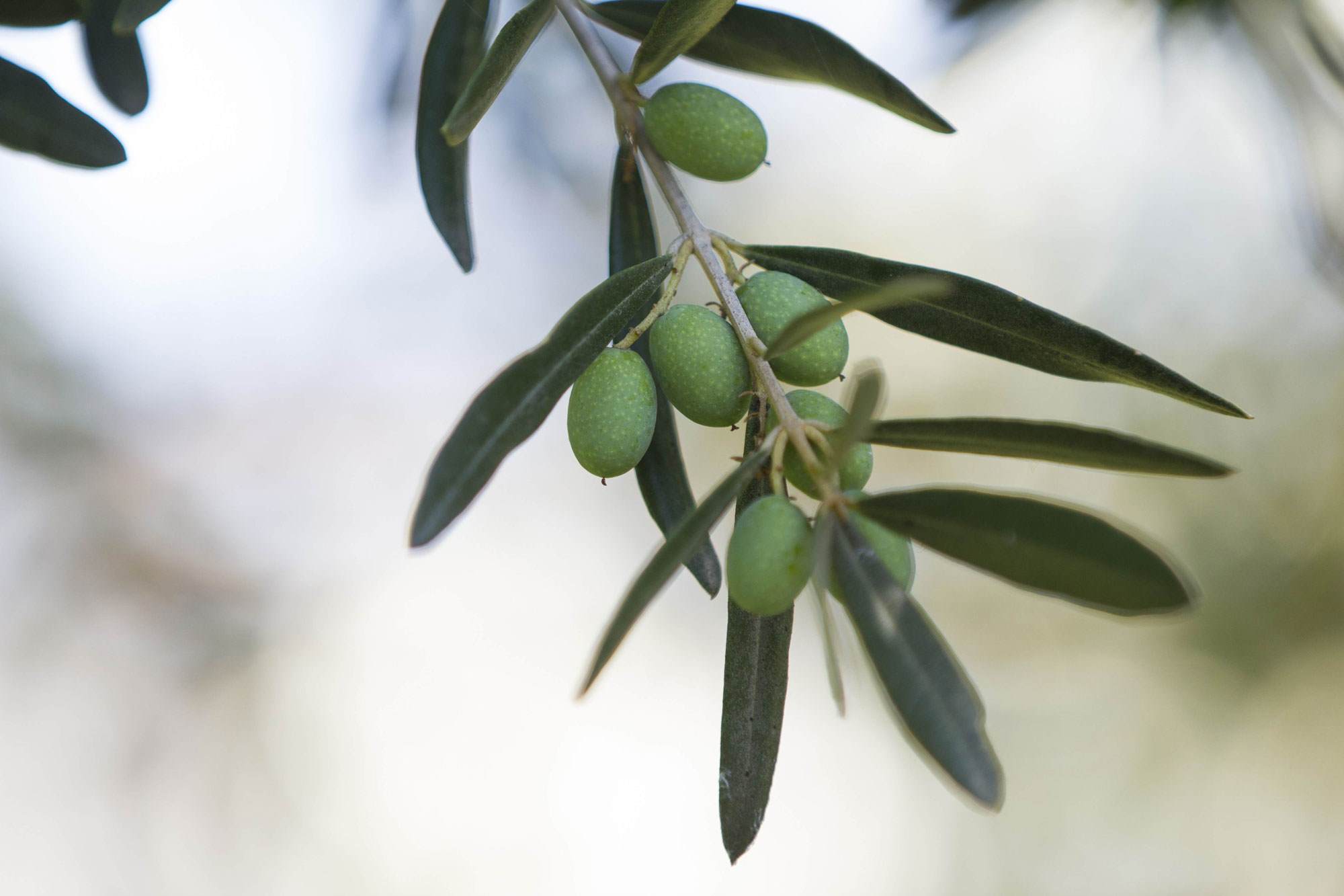 Green olives growing on trees