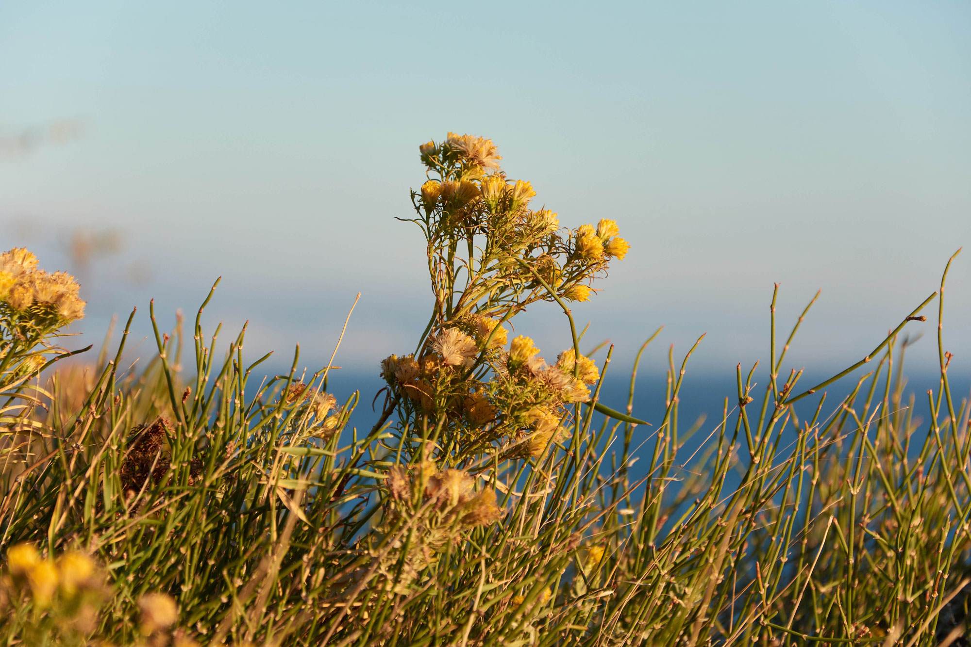 yellow flowers in blue background