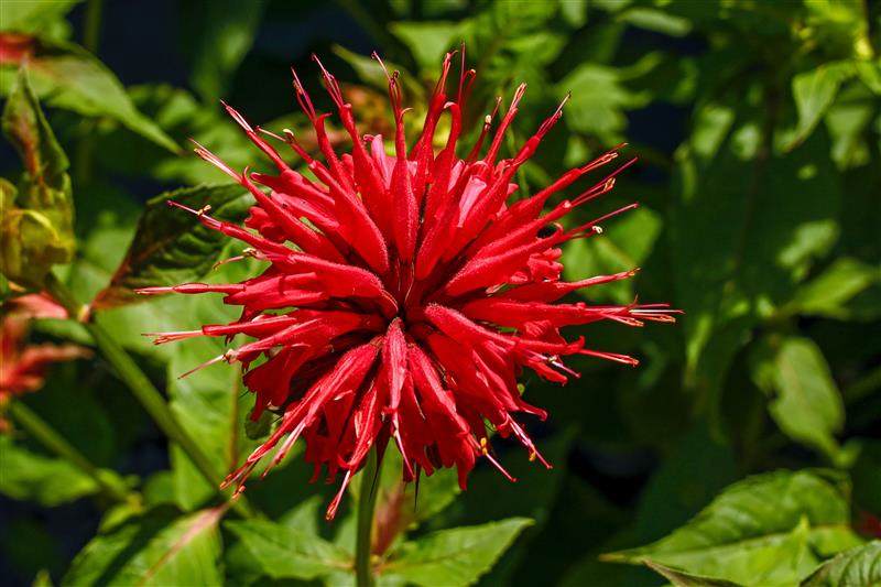Close up on a red bergamot flower 